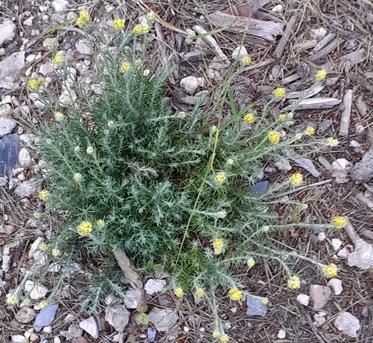 Immortelle