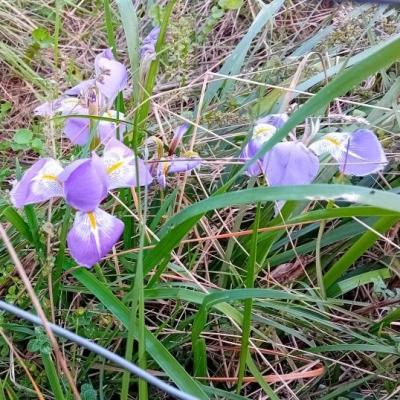 Iris au domaine de fabregas