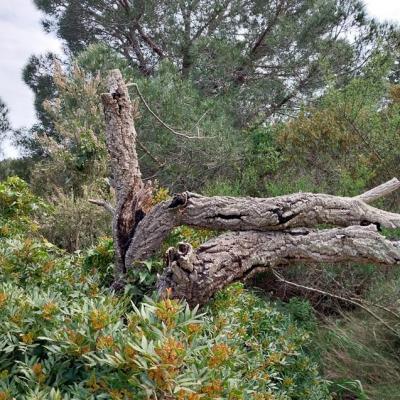 Lentisque chene liege