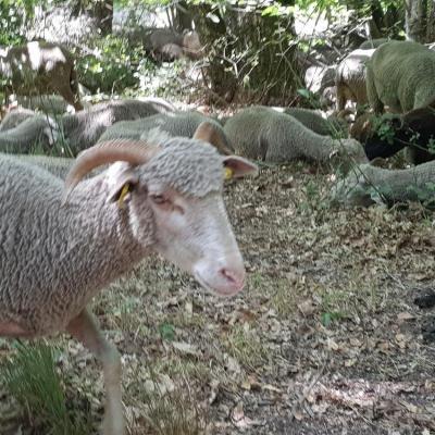 Moutons 1