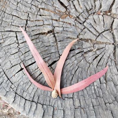 Oiseau eucalyptus