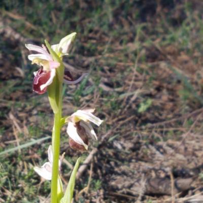 Ophrys boudon
