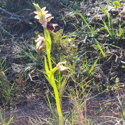 Ophrys boudon3
