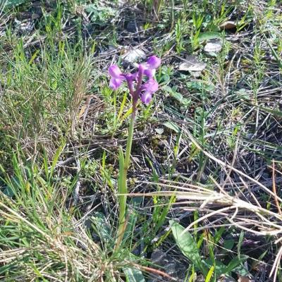 Ophrys morio0