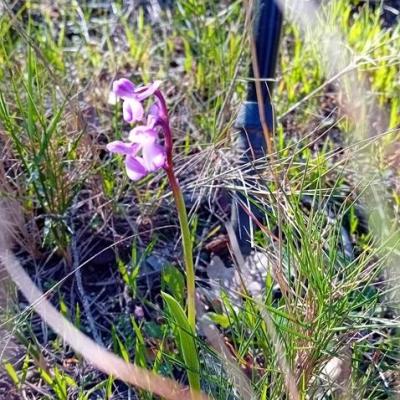 Ophrys morio2