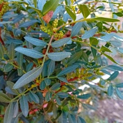 Pistachier lentisque
