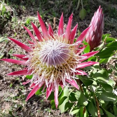 Protea