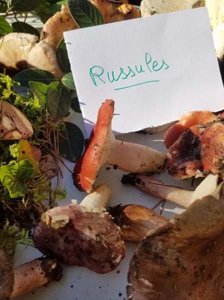 Russules3